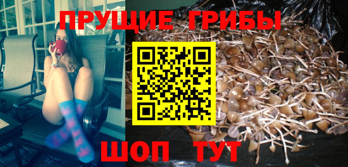 Псилоцибиновые грибы прущие грибы  Псилоцибиновые грибы Magic Shrooms  продажа наркотиков  Севастополь  Вход с VPN 